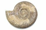 Polished Jurassic Ammonite (Perisphinctes) - Madagascar #378955-1